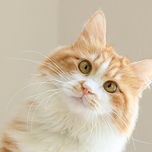 һ����������Ա��������_��˾��������_��˾��������һ����ʲô