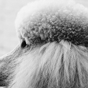 ��˾��������һ����ʲô_һ����������Ա��������_��˾��������